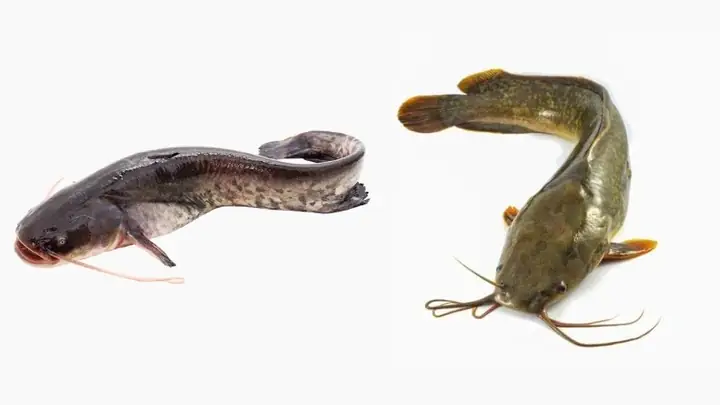 Cá Nheo Khác Cá Trê Như Thế Nào