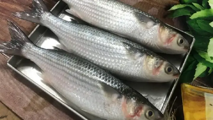 Cá Nhòng Nước Lợ