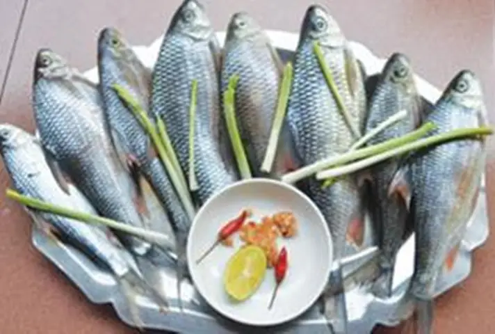 Cá Niên Quảng Nam