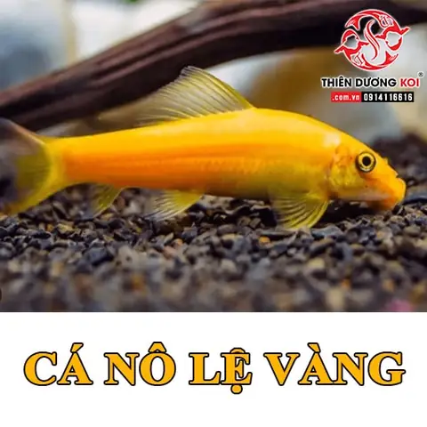 Cá Nô Lệ Ăn Gì