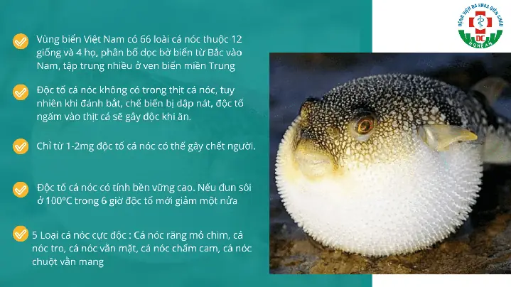 Cá Nóc Có Độc