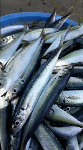 Cá Nục Suông Xanh