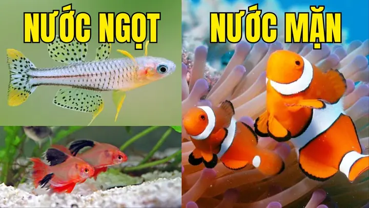 Cá Nước Ngọt Và Cá Nước Mặn