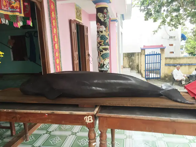Cá Ông Nam Hải Cá Ông Nam Hải