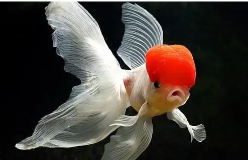 Cá Oranda Giá Bao Nhiêu