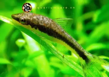 Cá Otto Sinh Sản