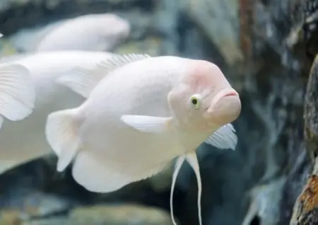 Cá Phát Tài Bị Bệnh