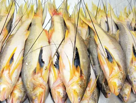 Cá Phèn Sống Ở Đâu Cá Phèn Sống Ở Đâu