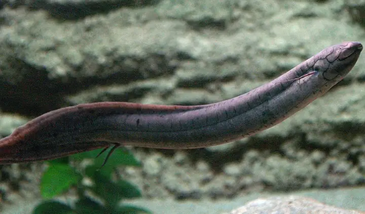 Cá Phổi Nam Mỹ