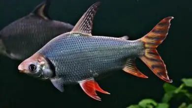 Cá Phụ Kiện Cho Cá Rồng