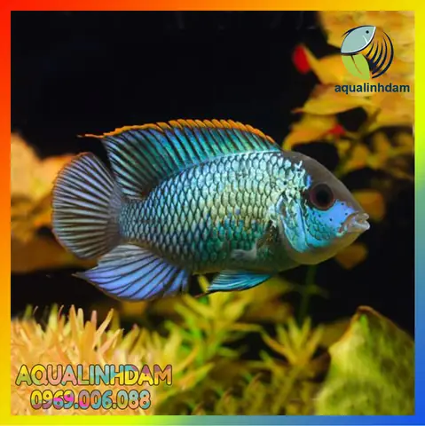 Cá Phượng Hoàng Acara
