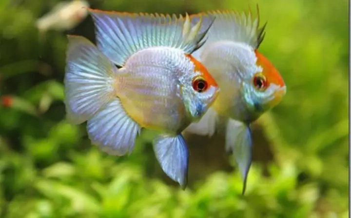 Cá Phượng Hoàng Ăn Gì