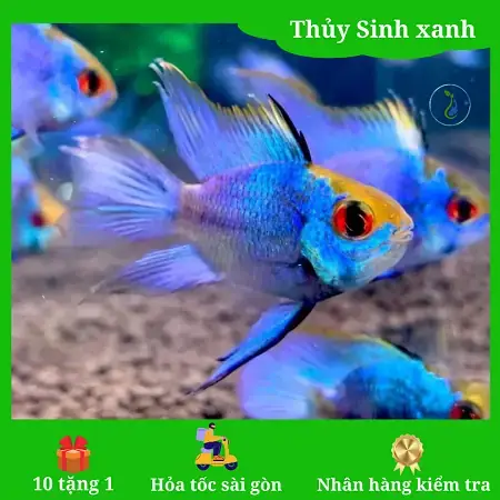 Cá Phượng Hoàng Chết