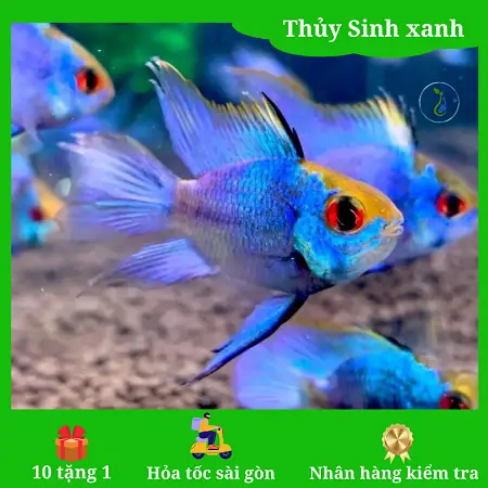 Cá Phượng Hoàng Trống Mái