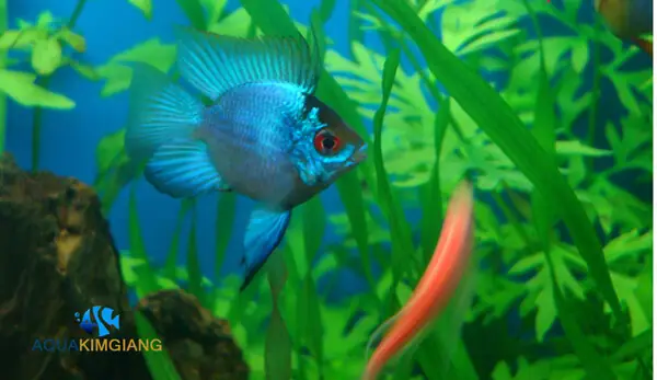 Cá Phượng Hoàng Xanh