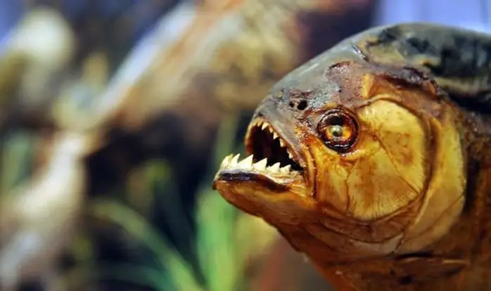 Cá Piranha Ăn Thịt Cá Piranha Ăn Thịt