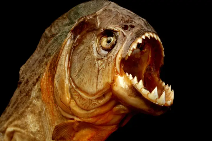 Cá Piranha Là Cá Gì