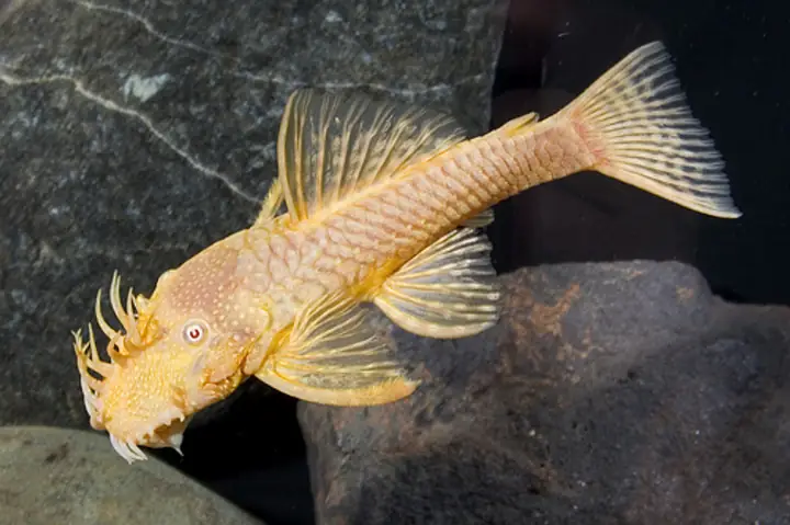 Cá Pleco Ăn Gì