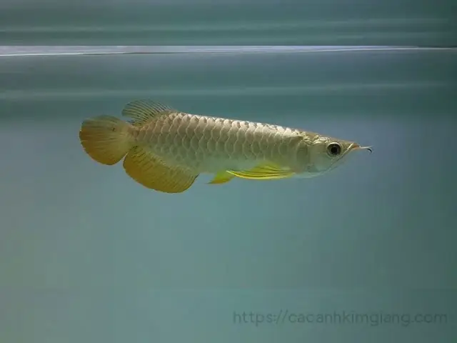 Cá Quá Bối 24k Cá Quá Bối 24k