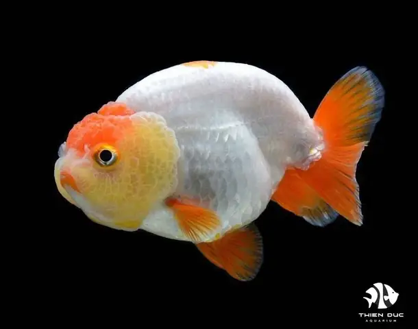 Cá Ranchu Đà Nẵng