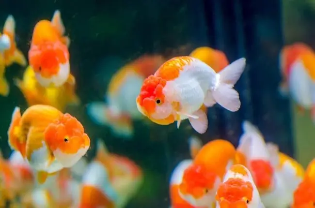 Cá Ranchu Size Nhỏ