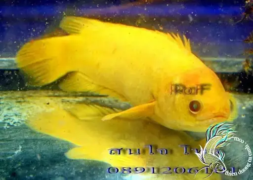Cá Rô Bạch Tạng
