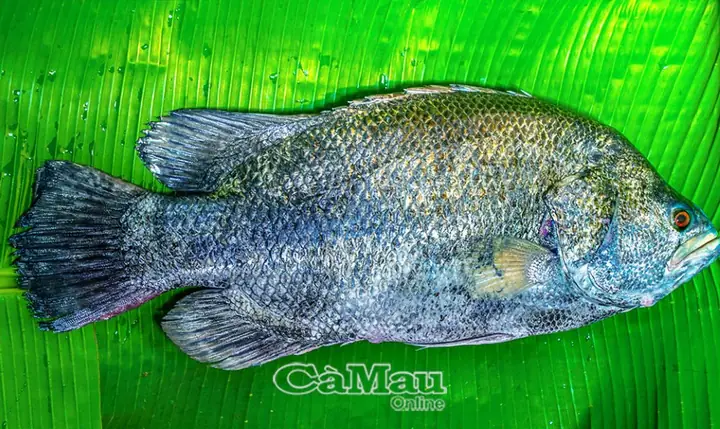 Cá Rô Đại Dương