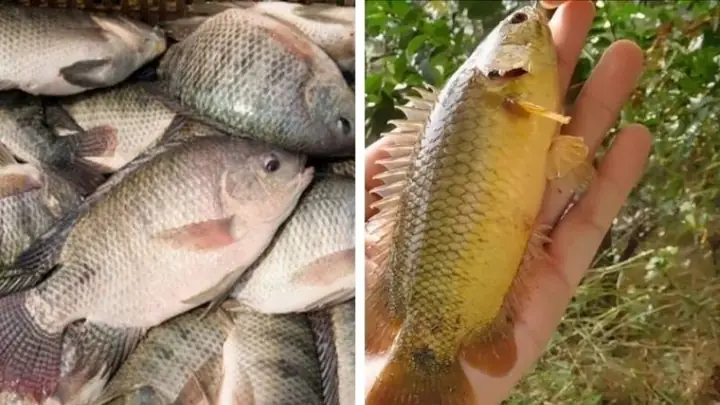 Cá Rô Đồng Và Cá Rô Phi Cá Rô Đồng Và Cá Rô Phi