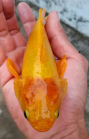 Cá Rô Đồng Vàng