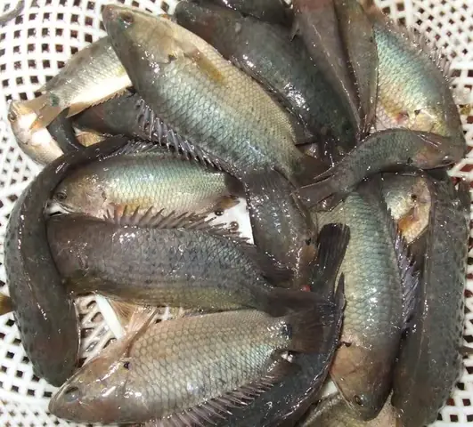 Cá Rô Mề Là Gì
