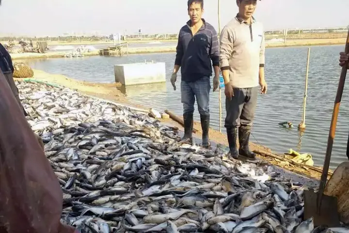 Cá Rô Phi Chết Hàng Loạt
