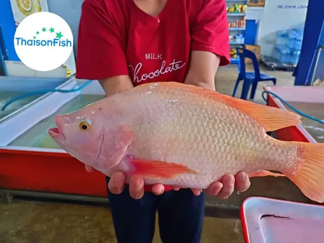 Cá Rô Phi Hồng Cá Rô Phi Hồng