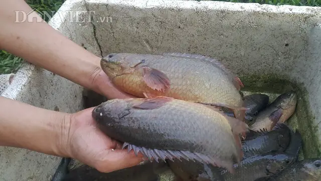 Cá Rô Phi Khổng Lồ