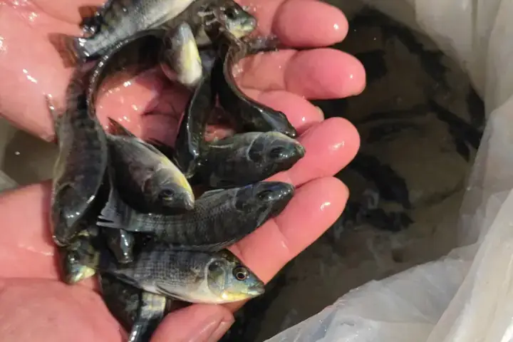 Cá Rô Phi Lưỡng Tính Là Gì