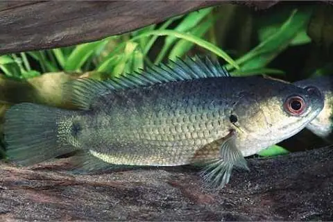 Cá Rô Sát Thủ Cá Rô Sát Thủ