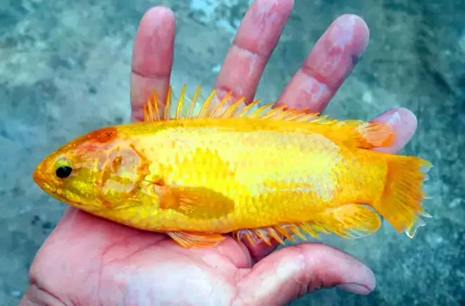 Cá Rô Vàng 2 Tỷ