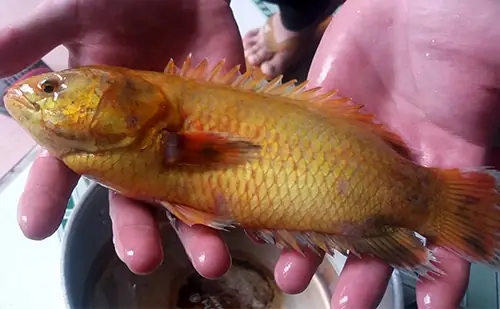 Cá Rô Vàng Giá Báo Nhiều