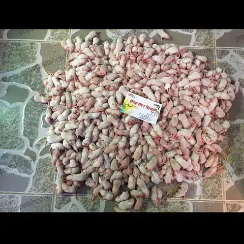 Cá Rồng Ăn Chuột Cá Rồng Ăn Chuột