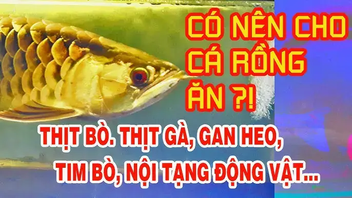 Cá Rồng Ăn Thịt Bò Cá Rồng Ăn Thịt Bò