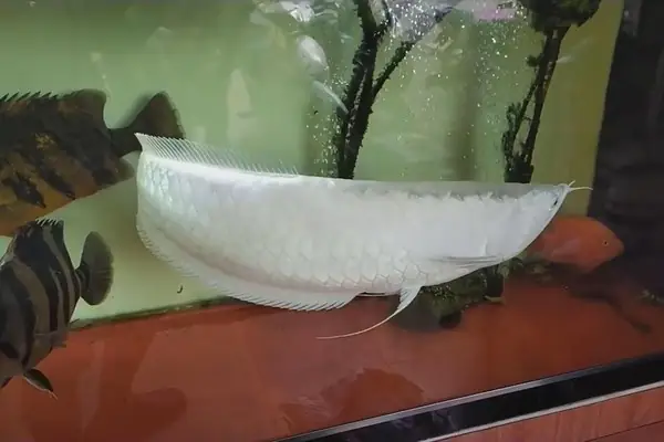 Cá Rồng Bạch Tạng