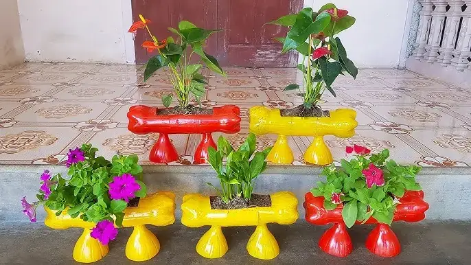 Cá Rồng Bắt Ở Đâu