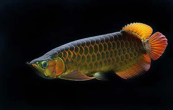 Cá Rồng Bị Chúi Đầu