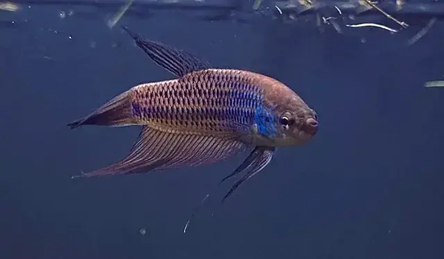 Cá Rồng Bị Gãy Vây Bụng