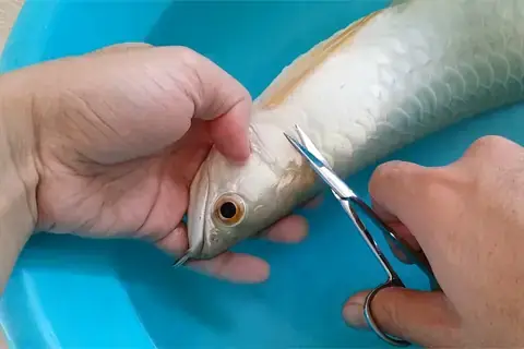 Cá Rồng Bị Hở Mang