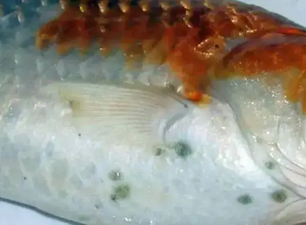 Cá Rồng Bị Ngứa Mình