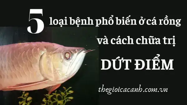 Cá Rồng Bị Nổi Mụn