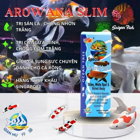 Cá Rồng Bị Sình Bụng