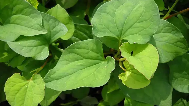 Cá Rồng Bị Trĩ