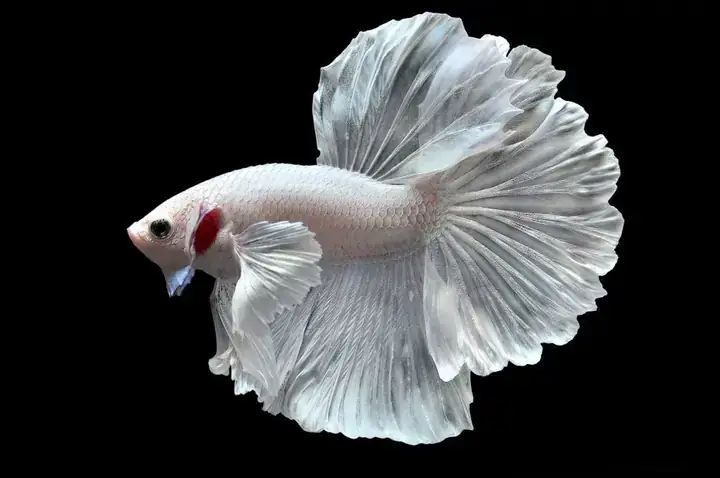 Cá Rồng Bị Túm Đuôi