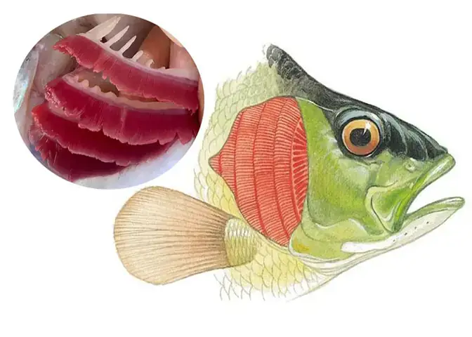 Cá Rồng Bị Xoăn Mang